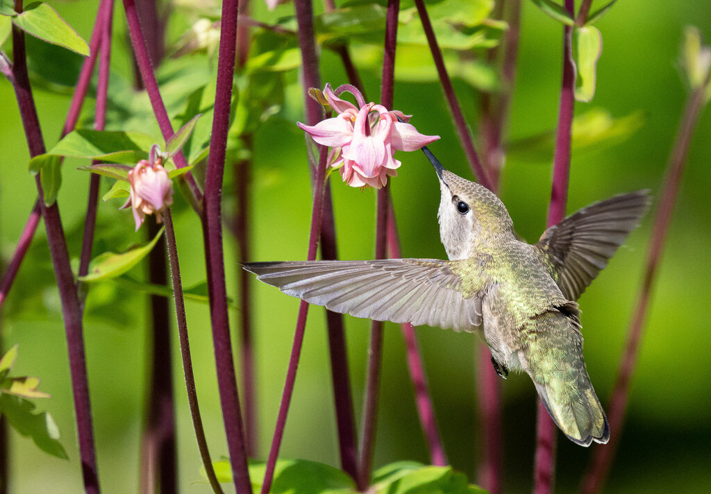 Anna's Hummingbird female feeding.