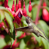 Anna's Hummingbird in fuchia