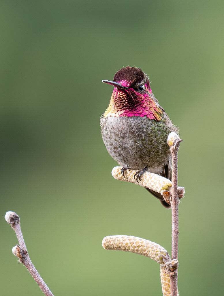 Anna's Hummingbird on Catkin