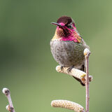 Anna's Hummingbird on Catkin