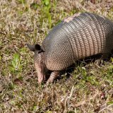 Armadillo-2