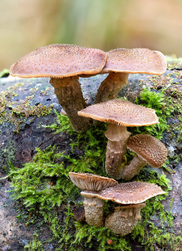 Armillaria Ostoya - Honey Fungus