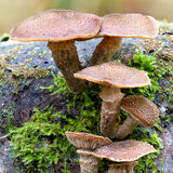 Armillaria Ostoya - Honey Fungus