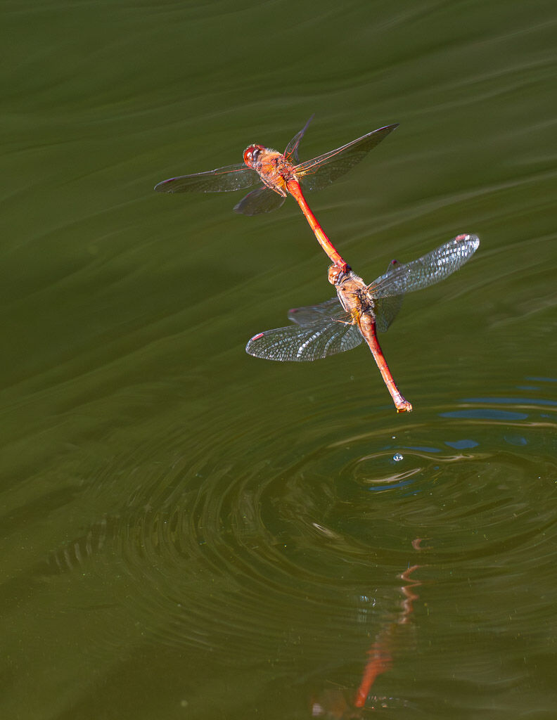 Autumn Meadowhawk depositing eggs