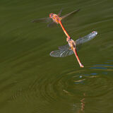 Autumn Meadowhawk depositing eggs