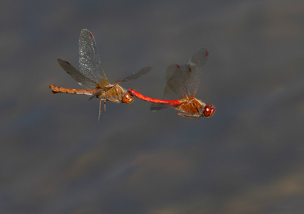 Autumn Meadowhawks in flight