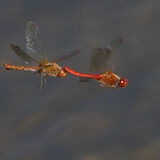 Autumn Meadowhawks in flight