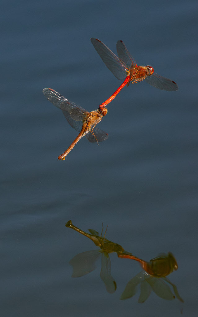 Autumn Meadowhawks reflection