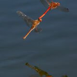 Autumn Meadowhawks reflection
