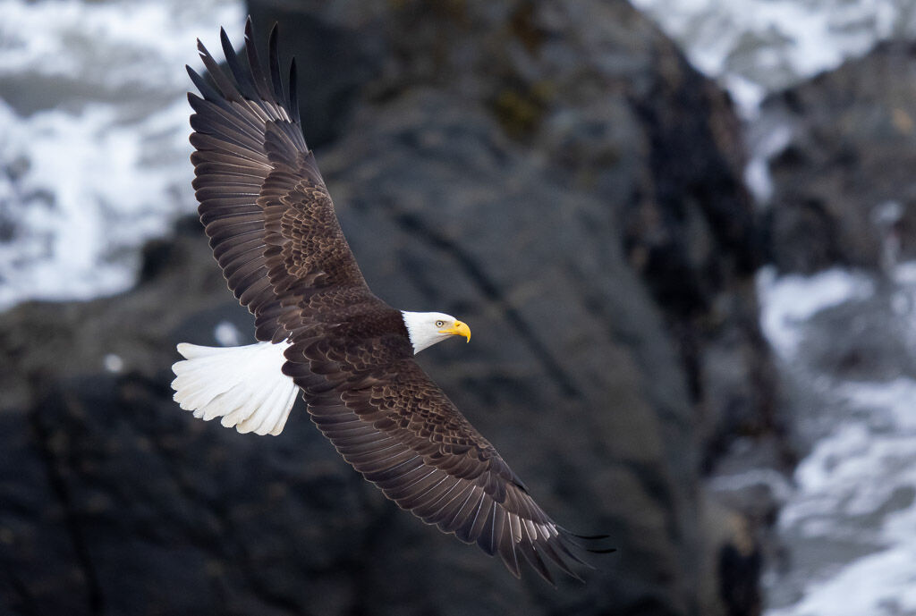 Bald Eagle in flight off Oregon Coast.
