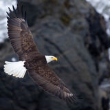 Bald Eagle in flight off Oregon Coast.
