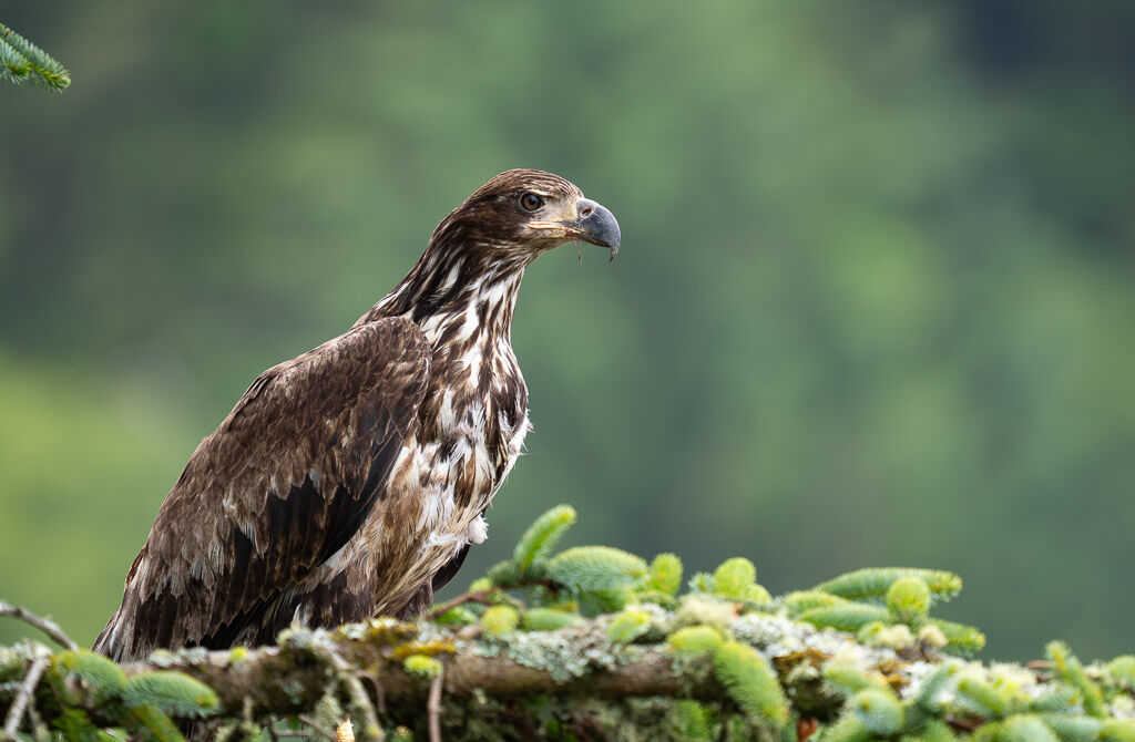 Bald Eagle juvenile in tree