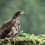 Bald Eagle juvenile in tree