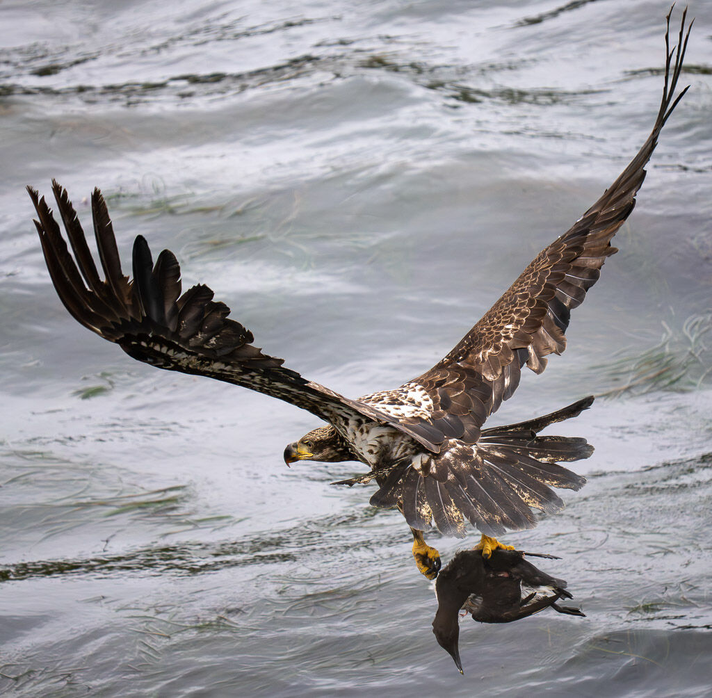 Bald Eagle juvenile with murre