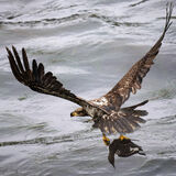 Bald Eagle juvenile with murre
