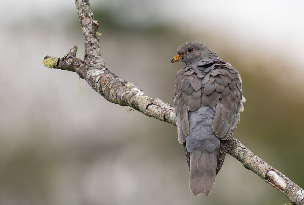 Band-tailed Pigeon