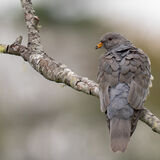 Band-tailed Pigeon