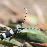 Banded Alder Borer Beetle-2