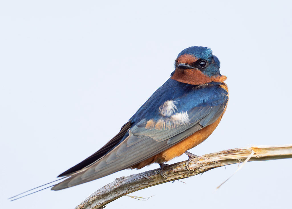 Barn Swallow