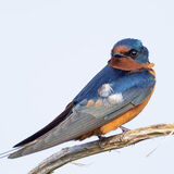 Barn Swallow