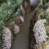 Barnacles Cape Blanco Beach N