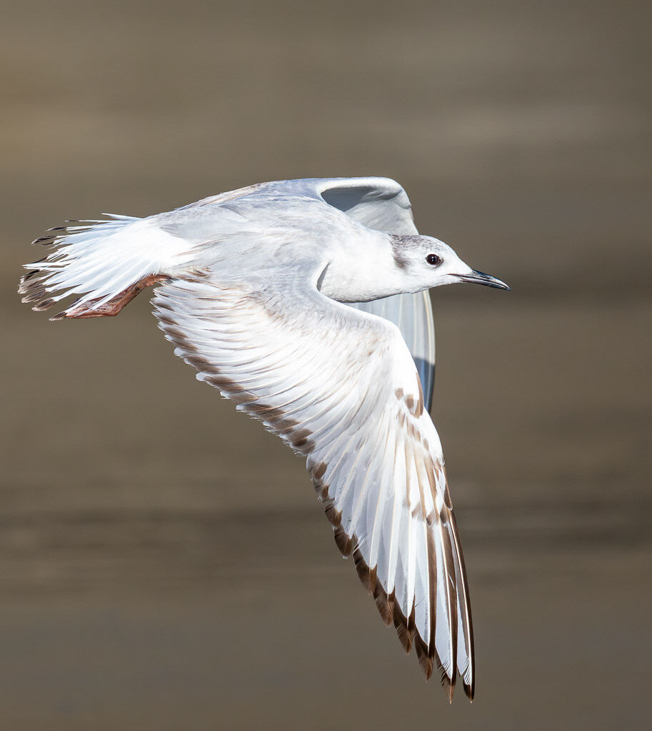 Barnaparte's Gull