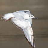 Barnaparte's Gull