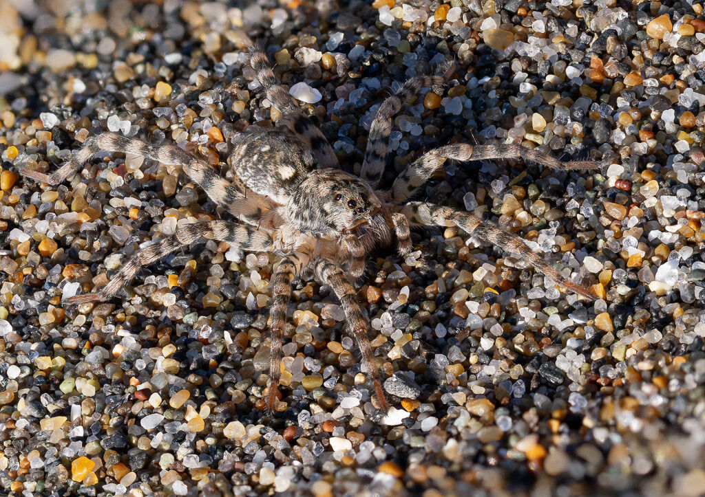 Beach Wolf Spider