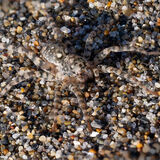 Beach Wolf Spider