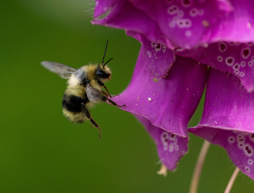 Bee on Foxglove