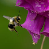 Bee on Foxglove