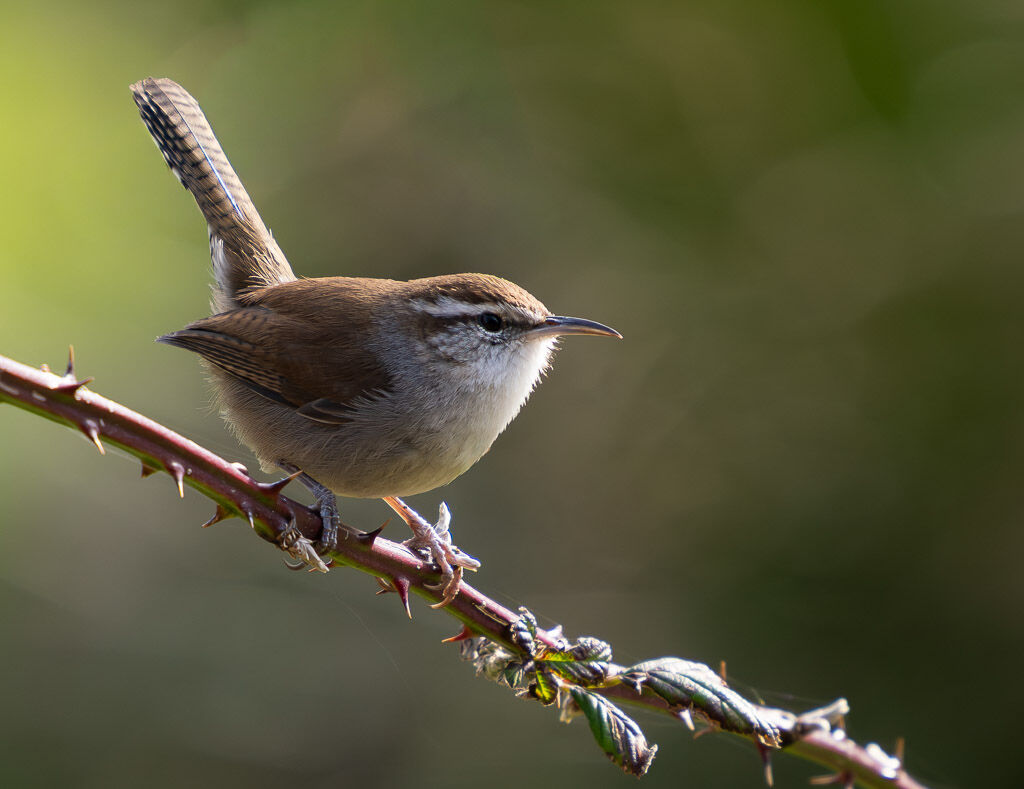 Bewicks Wren