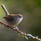 Bewicks Wren