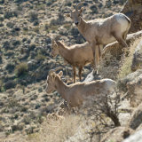 Bighorn Sheep 3 in mountain