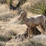 Bighorn Sheep Ram