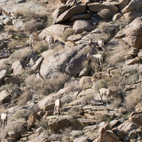 Bighorn Sheep flock