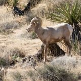 Bighorn Sheep in wash-2