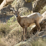 Bighorn Sheep on rocks-2
