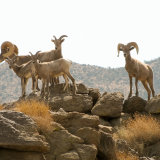 Bighorn Sheep top of mountain