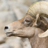 Bighorn portrate