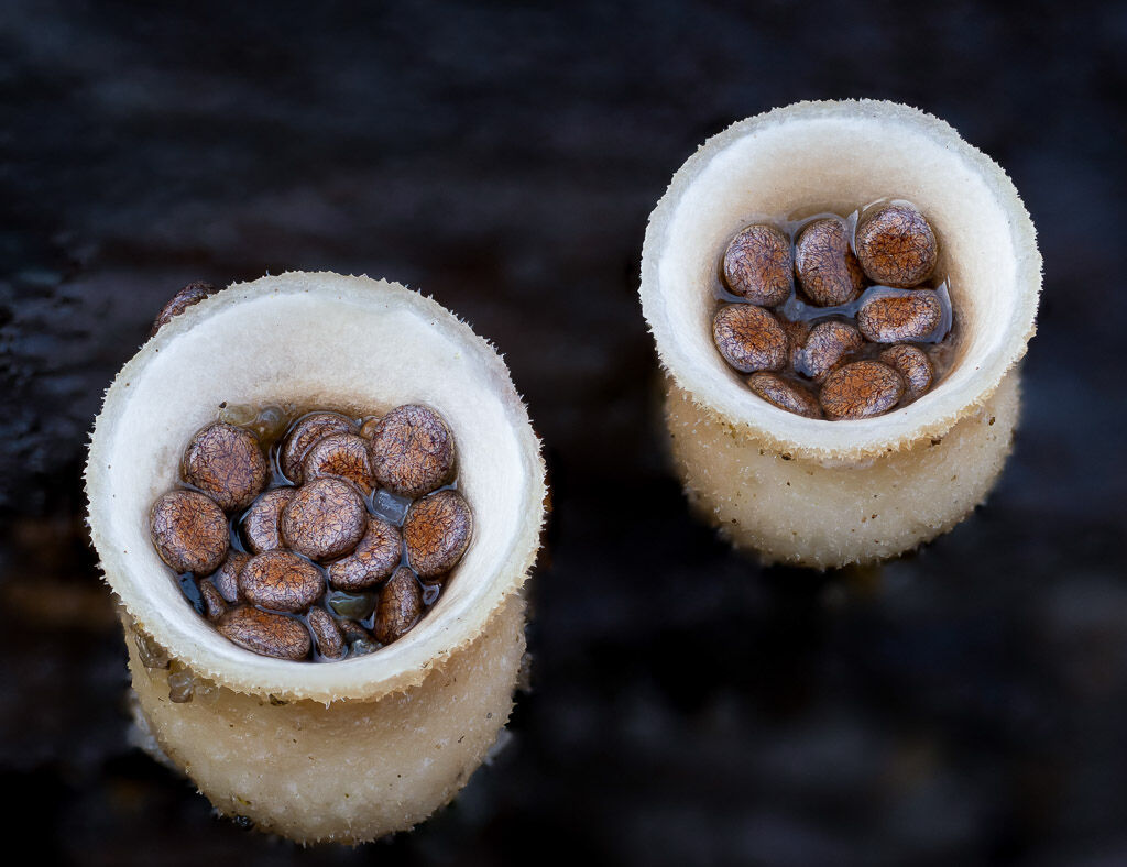 Birds Nest Fungus packets of spores