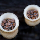 Birds Nest Fungus packets of spores