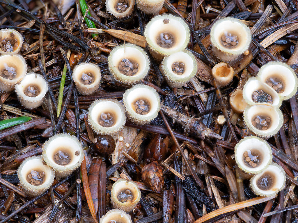 Birds Nest fungus larger group