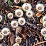 Birds Nest fungus larger group
