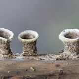 Birds nest fungus