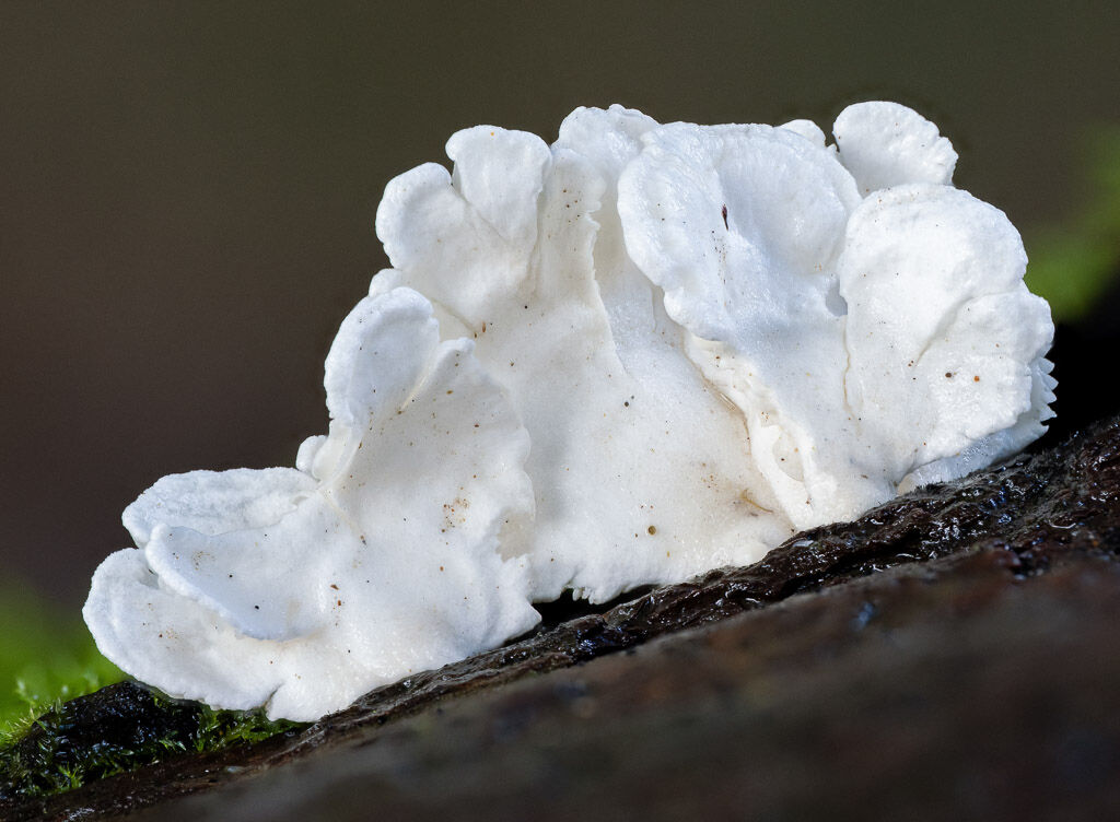 Bitterer Saftporling - possibly