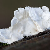 Bitterer Saftporling - possibly