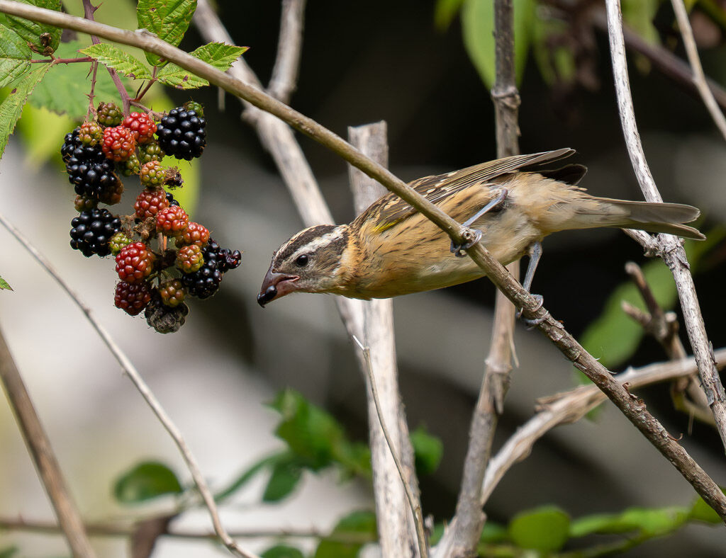 Black-headed Grosbeak eating blackberries