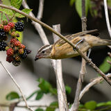 Black-headed Grosbeak eating blackberries