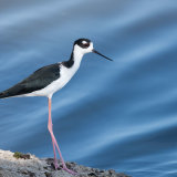 Black-necked Stilt on bank-2